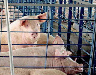 Протеїнове голодування послаблює імунітет свиней